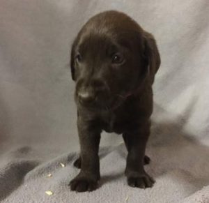 Pink Collar Chocolate
