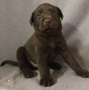 Green Collar Chocolate