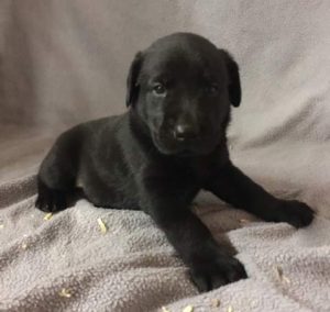 Orange Collar Black