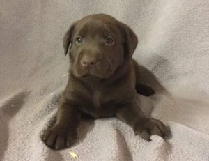 Yellow Collar Chocolate