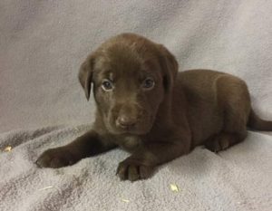 Purple Collar Chocolate