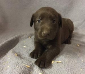 Red Collar Chocolate